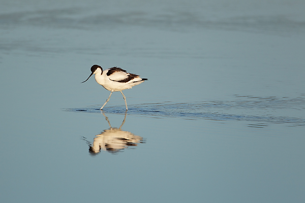 Avocet-Reflection
