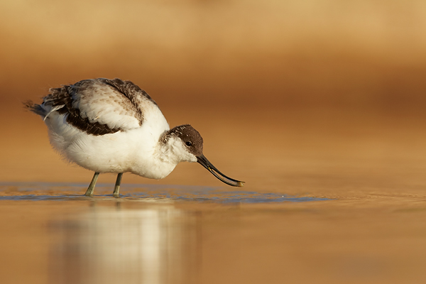 Avocet-in-desert-4
