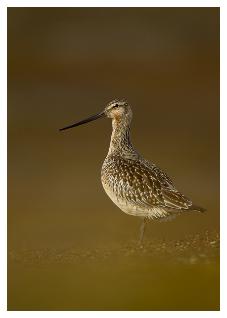 Bar-tailed-Godwit-blog