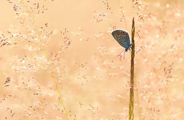 Blog-5