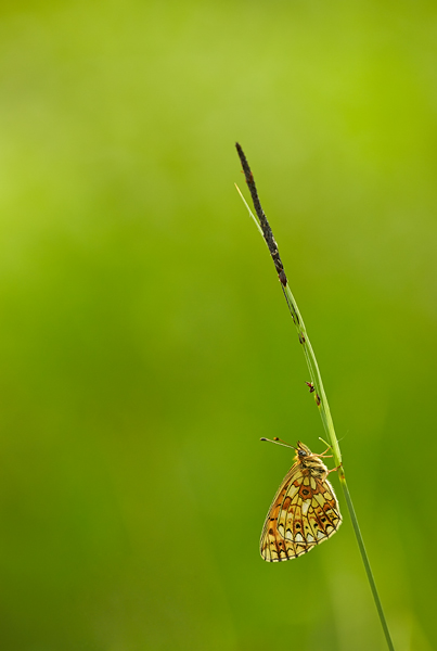Blog-6