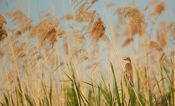 Blog-7