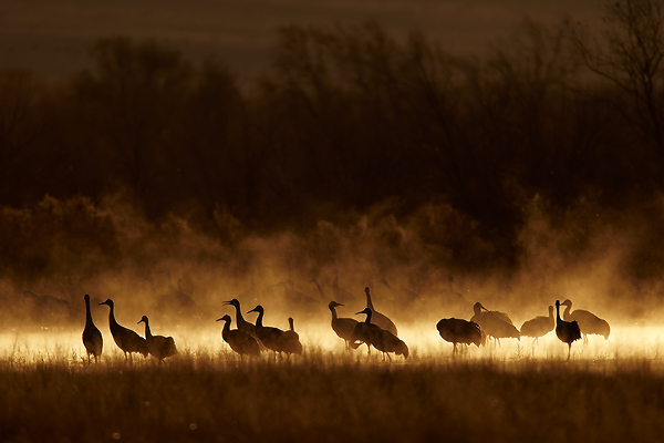 Cranes-at-dawn-Mark-Sisson-
