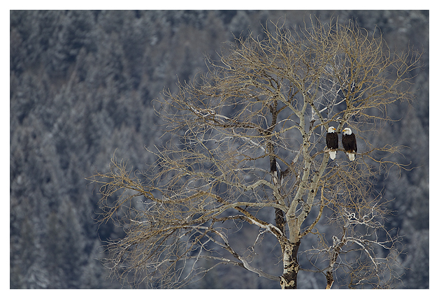 DG-Bald-Eagles