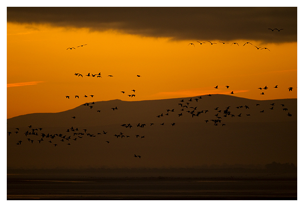 DG-Barnacle-Geese-at-dawn-3