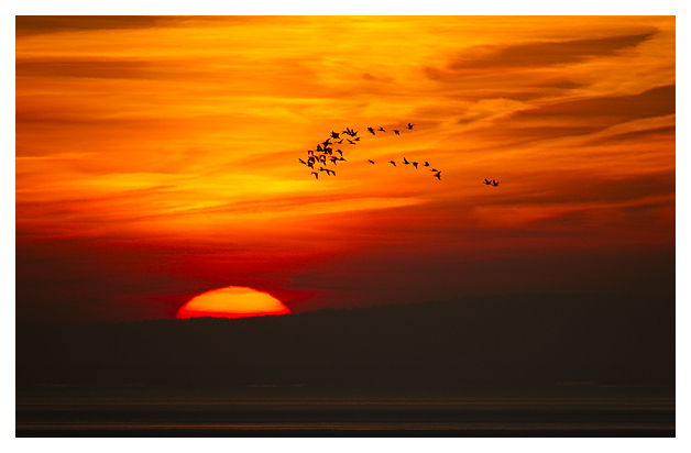 DG-Barnacle-Geese-at-dawn