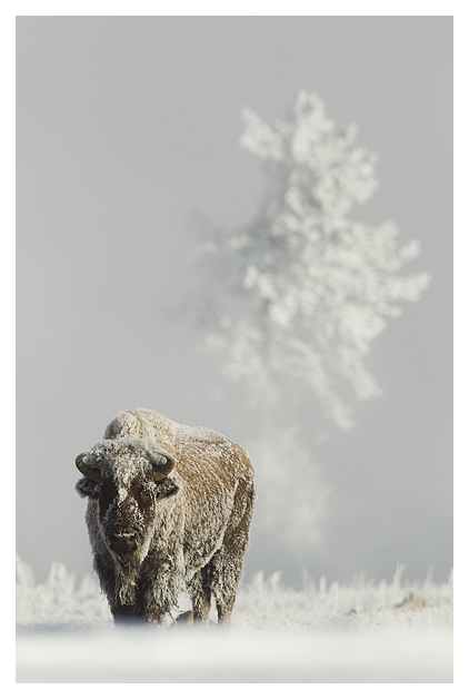 DG-Bison-in-heavy-frost-3