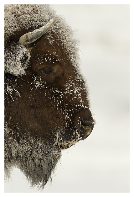 DG-Bison-in-heavy-frost-5