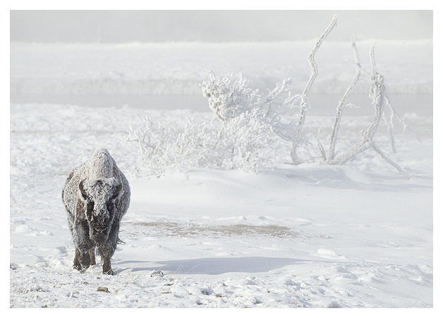 DG-Bison-in-heavy-frost1