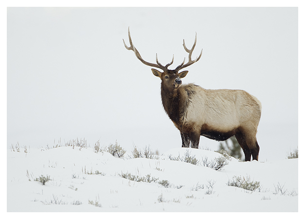 DG-Bull-Elk