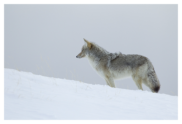 DG-Coyote-1