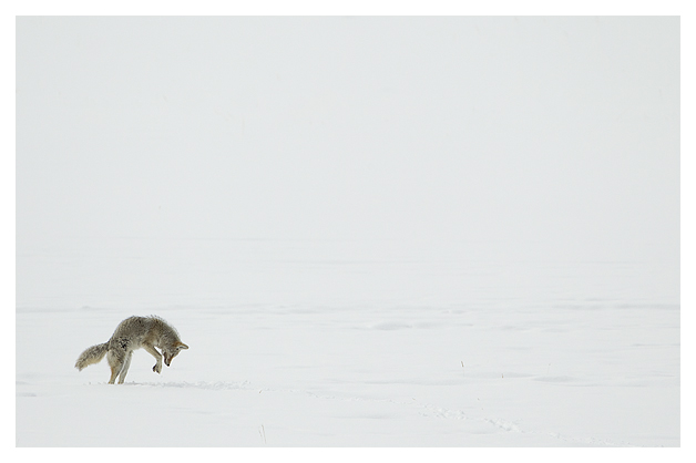 DG-Coyote-hunting