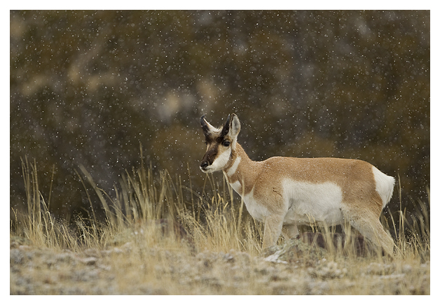 DG-Pronghorn