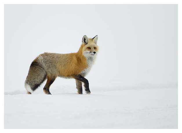 DG-Red-Fox-in-the-snow-2