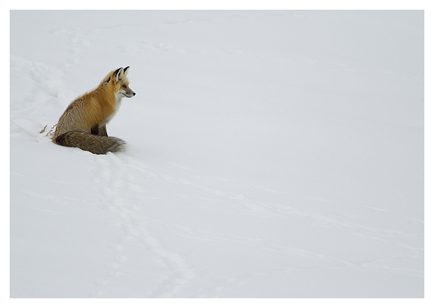 DG-Red-Fox-in-the-snow