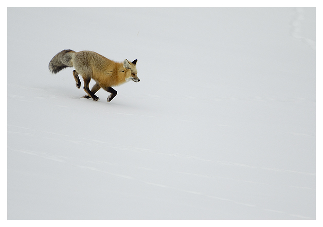DG-Red-Fox-running-1