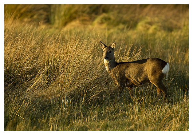 DG-Roe-Deer-Female