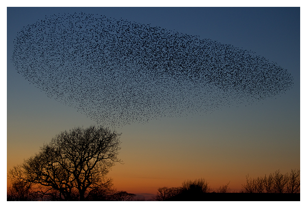 DG-Starling-Roost-1