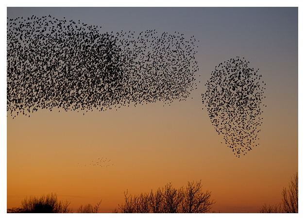 DG-Starling-Roost-2