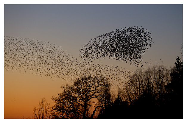 DG-Starling-Roost-3