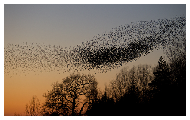 DG-Starling-Roost-4