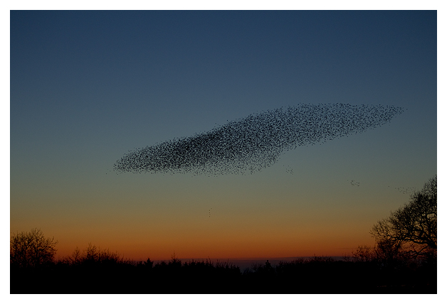 DG-Starling-Roost