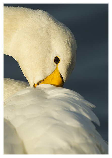 DG-Whooper-Swan-Preening-1