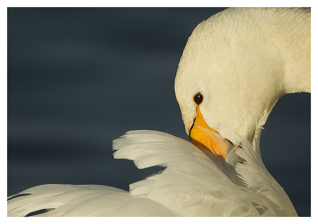 DG-Whooper-Swan-Preening-2