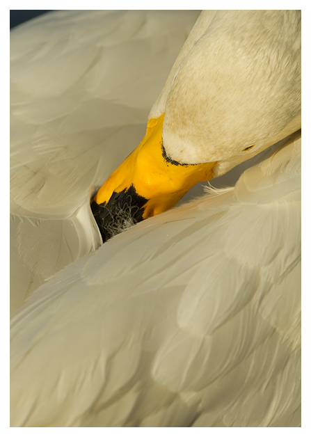 DG-Whooper-Swan-Preening