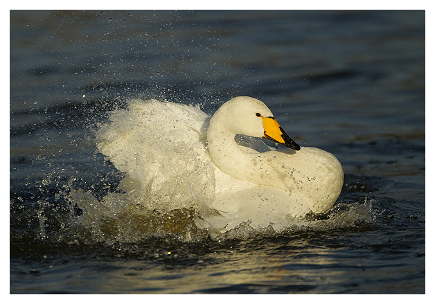 DG-Whooper-Swan-bathing