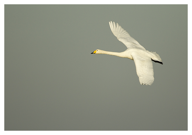 DG-Whooper-Swan-in-flight