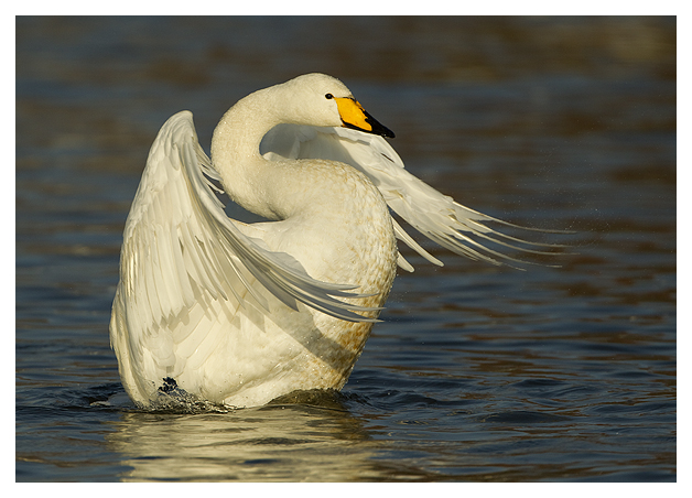 DG-Whooper-Swan-wing-stretching