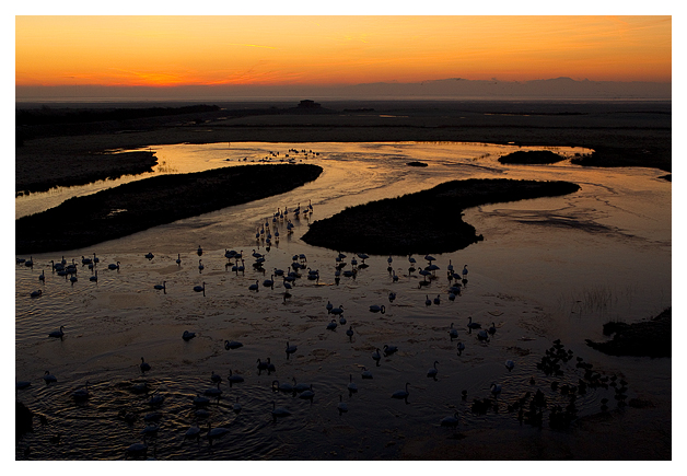 DG-Whooper-Swans-at-Dawn