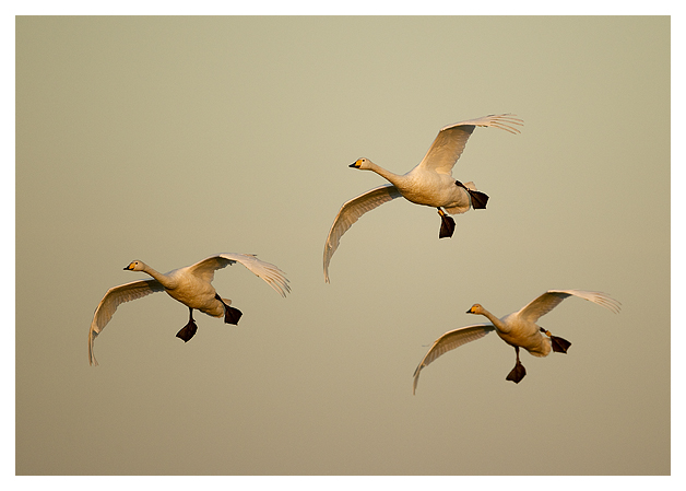 DG-Whooper-Swans-in-flight