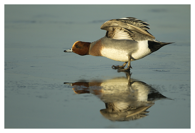 DG-Widgeon-wing-stretching-on-Ice