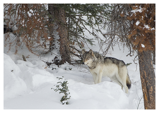 DG-Wolf-3
