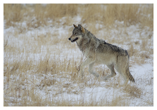 DG-Wolf-running-1