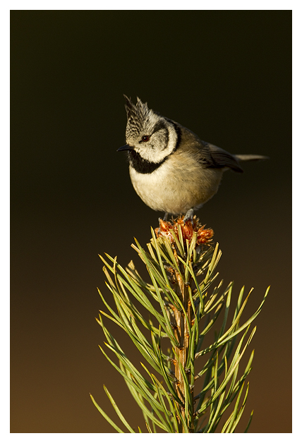 DGCrested-Tit-2