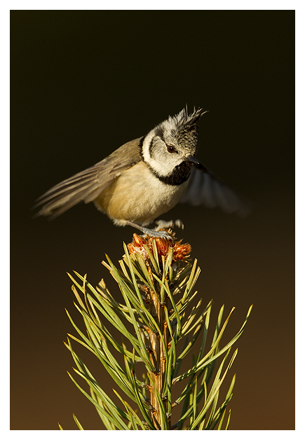 DGCrested-Tit-3