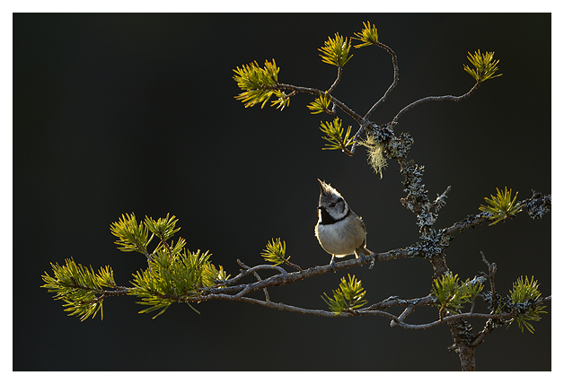 DGCrested-Tit-4