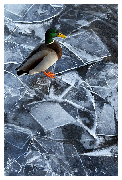 DGMallard-on-sheet-Ice