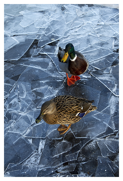 DGMallards-on-sheet-Ice
