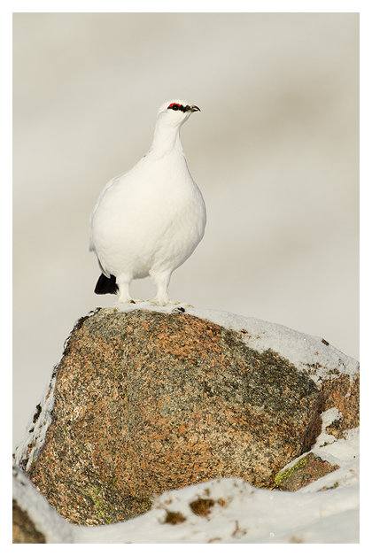 DGPtarmigan-Male-1