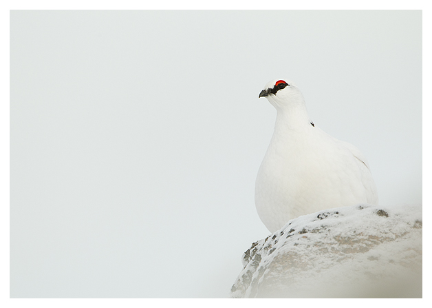 DGPtarmigan-Male-3