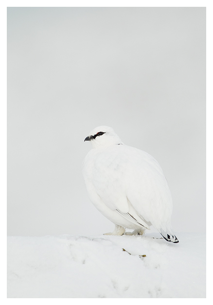 DGPtarmigan-Male4