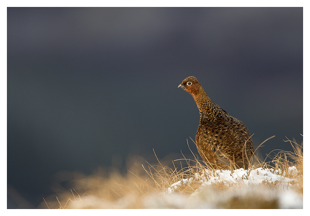 DGRed-Grouse