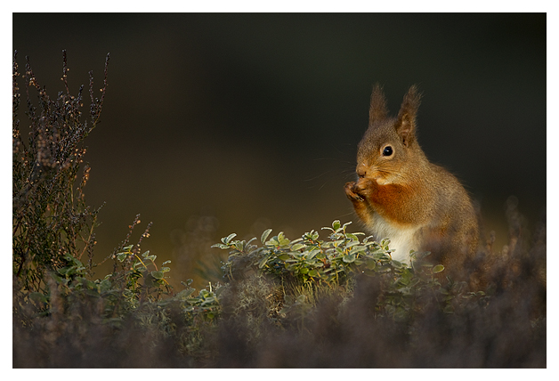 DGRed-Squirrel-1