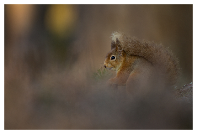 DGRed-Squirrel-3