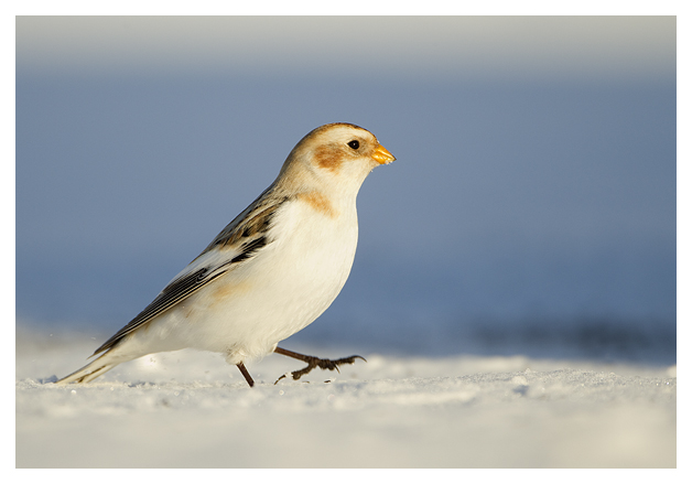 DGSnow-Bunting-Male