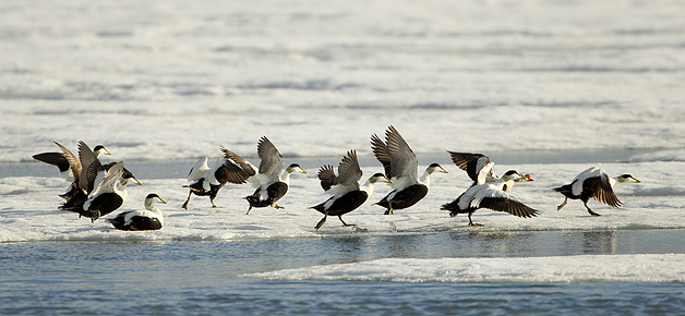Eiders-on-Ice1
